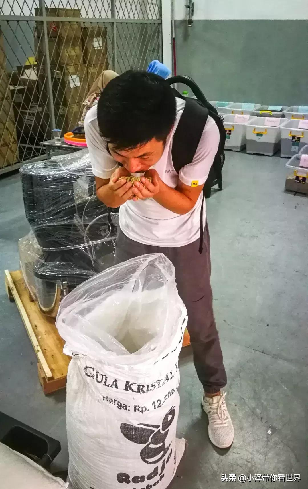 印度尼西亚猫屎咖啡工厂,印度尼西亚正宗猫屎咖啡价格