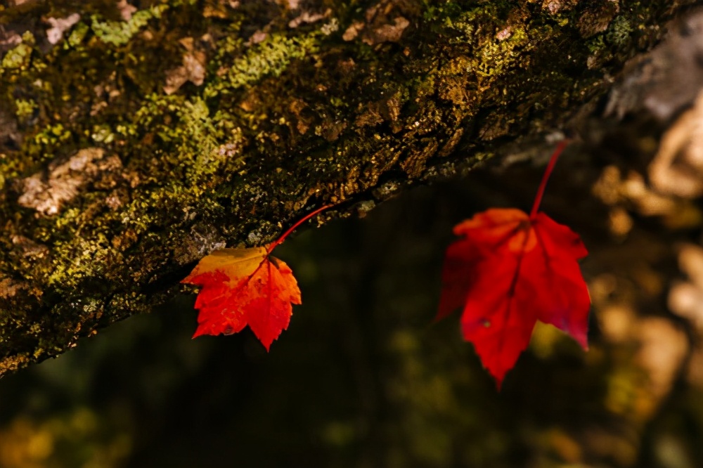 力量训练后拉伸动作,腕力训练完怎么拉伸
