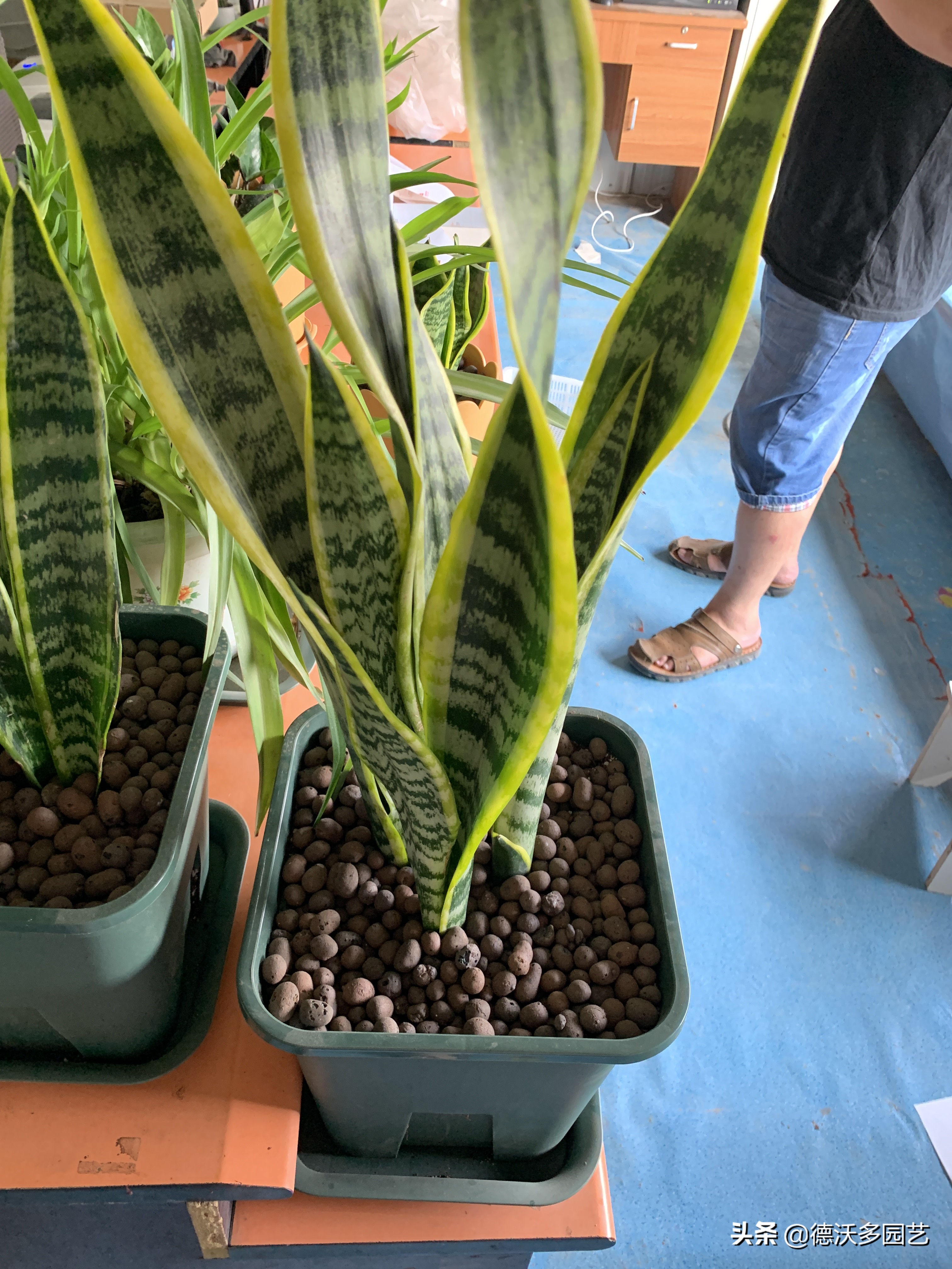 鹅卵石铺面石和麦饭石哪个好,硅藻土和麦饭石哪个铺面好