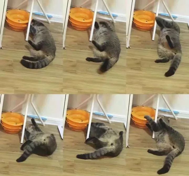 一个人养猫有什么烦恼,一个人生活养只狗靠谱吗