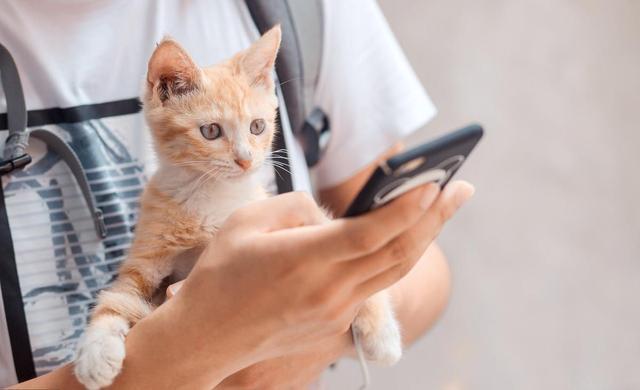 1000买猫，6000医，当你准备养猫时，坑就已经挖好了