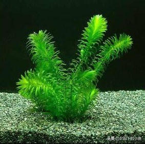 不用水草灯不用二氧化碳,无需炭也能养好的水草