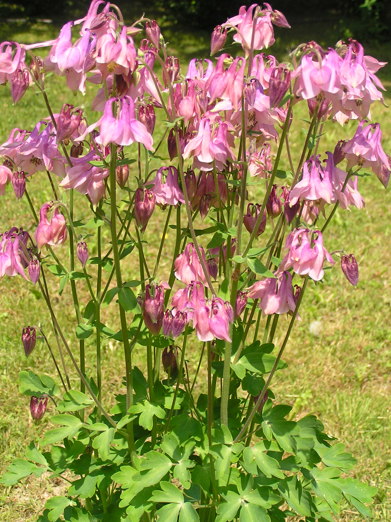 绿山墙的安妮内容概括英文,绿山墙的安妮大概解读