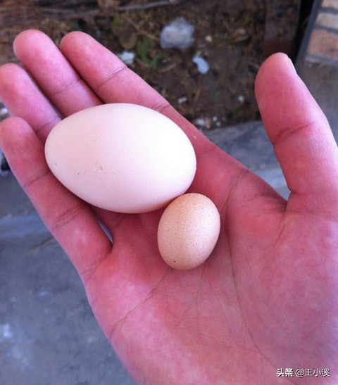 一对情侣遇到死神剪刀石头布,死神石头剪刀布