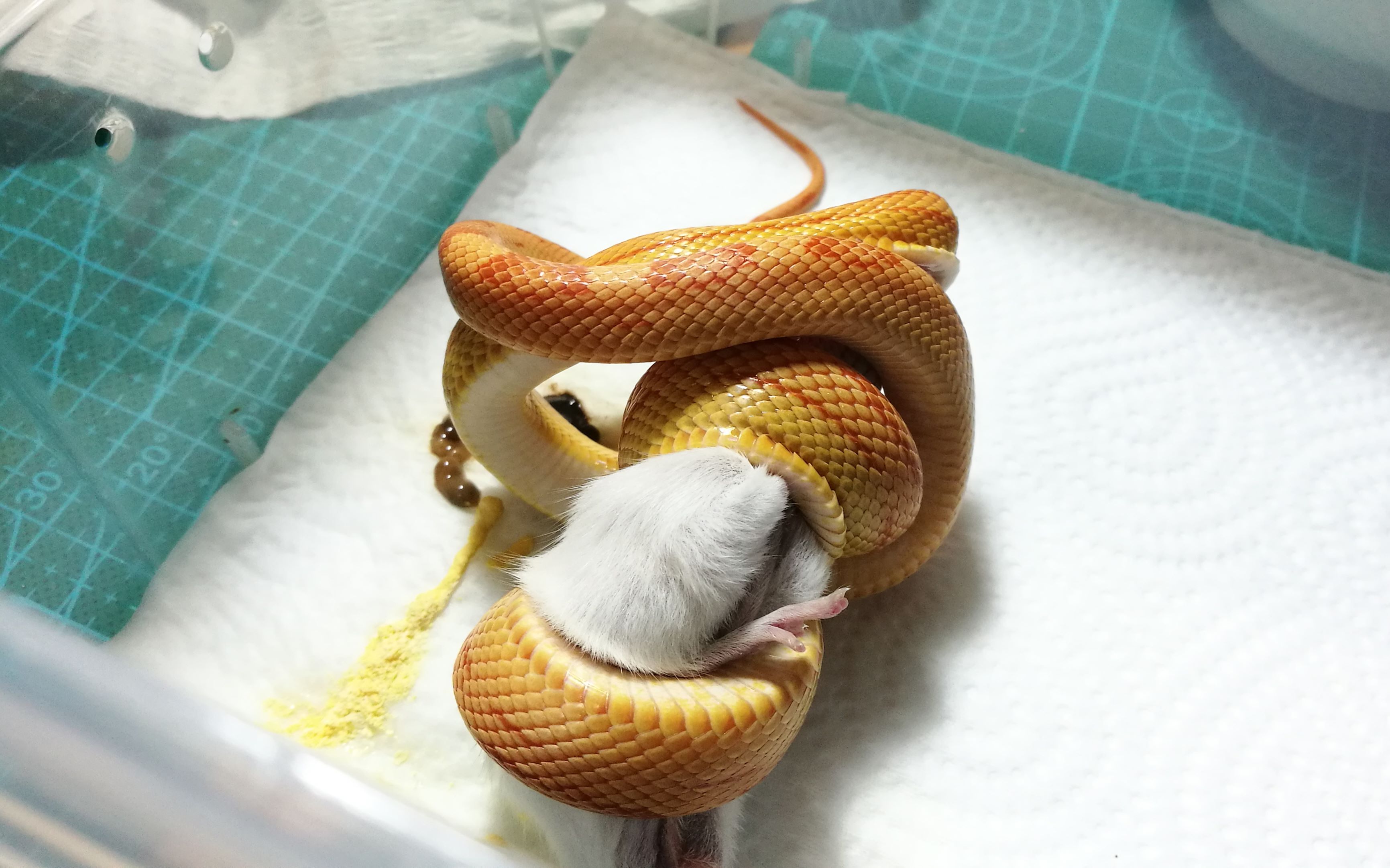 被蛇咬住了怎么办,被蛇咬住右手食指不松口