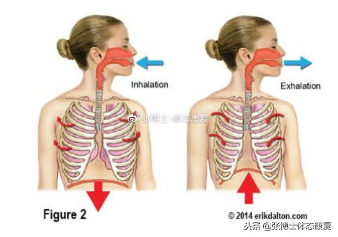 呼吸模式紊乱,呼吸模式紊乱的运动康复
