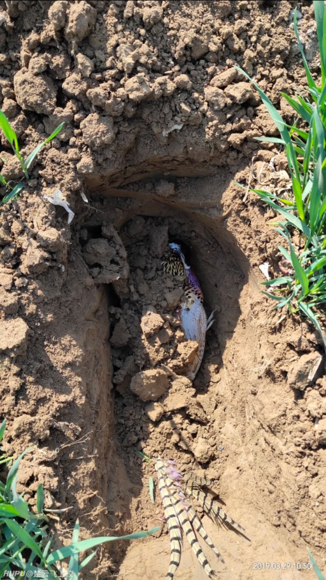 野鸡突然死亡真相,野鸡死亡真实原因