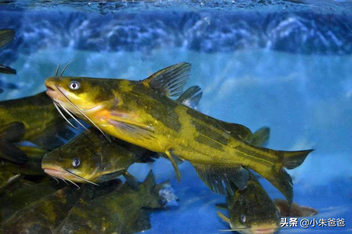 宝宝吃鱼的正确方法和注意事项,宝宝吃鱼更聪明这样吃才更健康