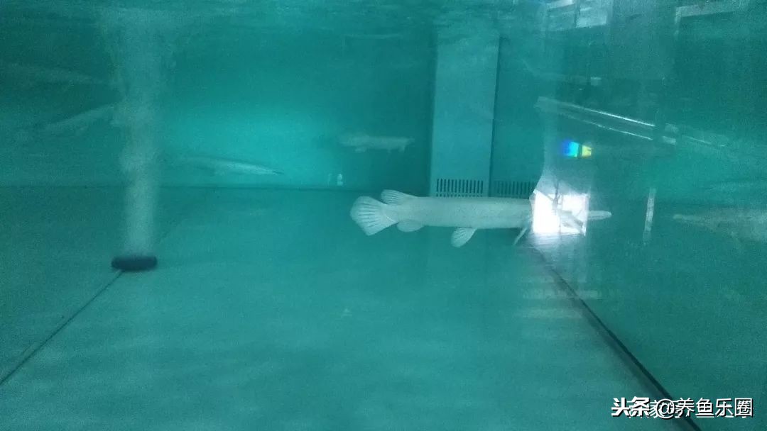 这位土豪家的渔场，光滤材就花了500多万，你确定不要见识一下？