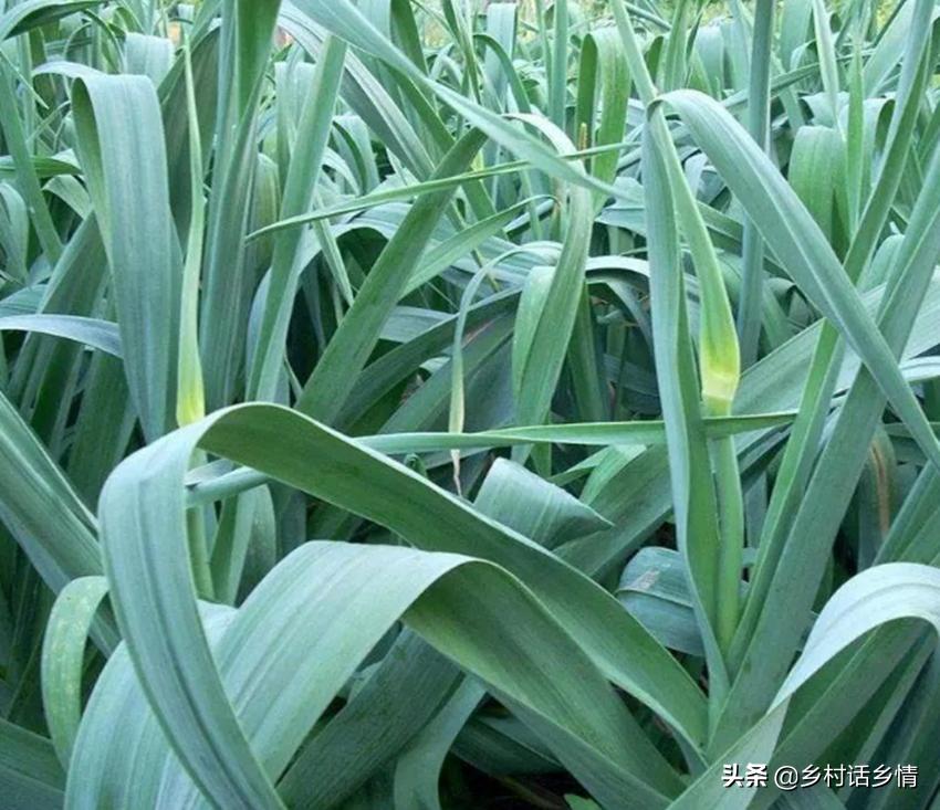 如何种出大个大蒜,怎样种大蒜蒜头才能长大