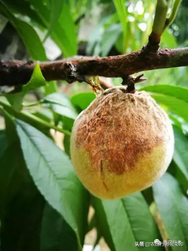 水蜜桃桃核开裂是什么原因,水蜜桃桃核开裂为哪般