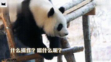 团子在泰国,团子外国