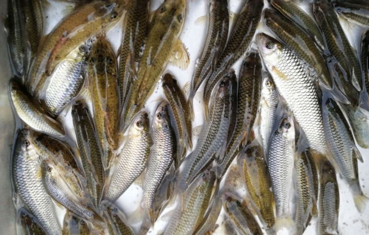 小麦穗鱼为什么老是死,小麦穗鱼能活多久