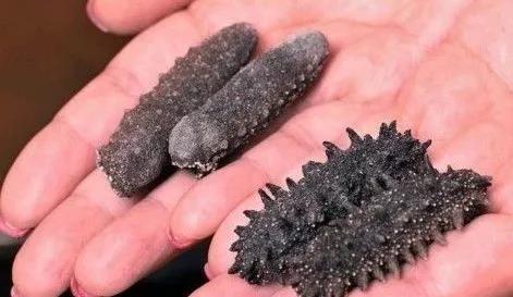 海参辽参刺参哪种参最好,海参刺参跟红参的区别