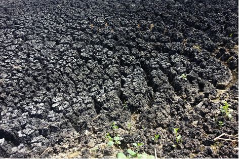 污泥干化焚烧需要哪种污泥,污泥干化与焚烧技术