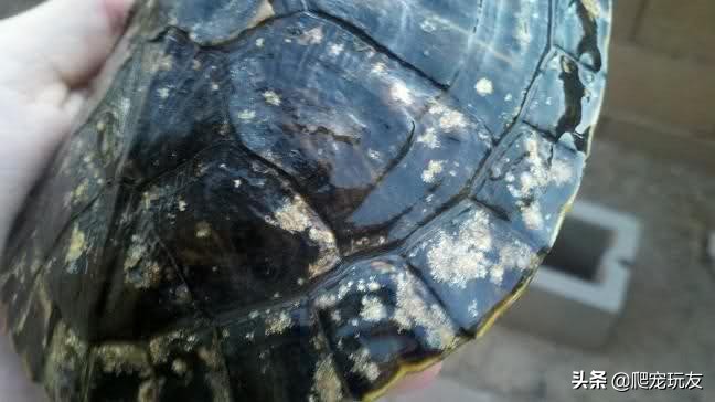 龟感染霉菌怎样回事,龟缘一号百消膏能治真菌感染吗