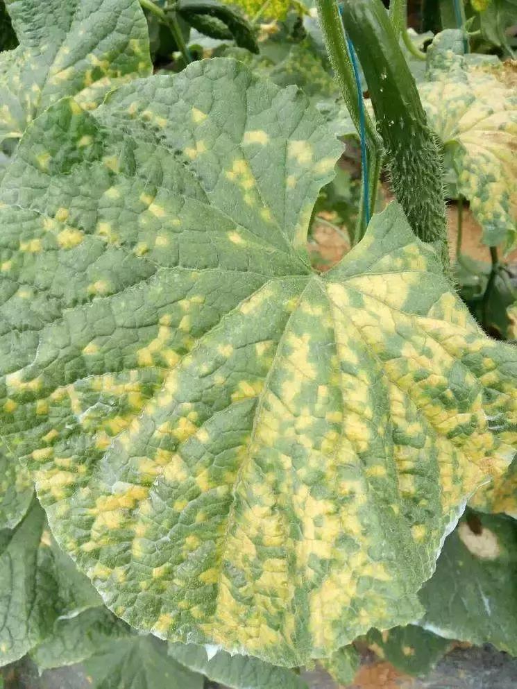 学会这一招,靶斑病不用愁,黄瓜“小黄点”轻松就搞定