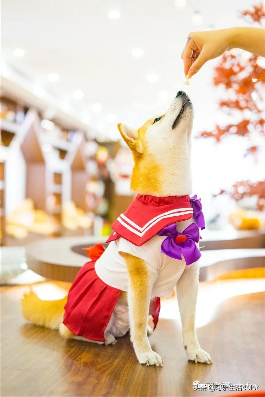 撸柴宠物乐园,广州番禺撸狗圣地