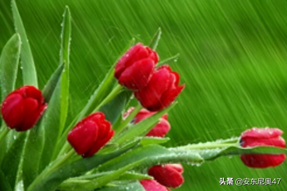 郁金香的花语和寓意英文,郁金香的花语寓意着纯洁的爱情