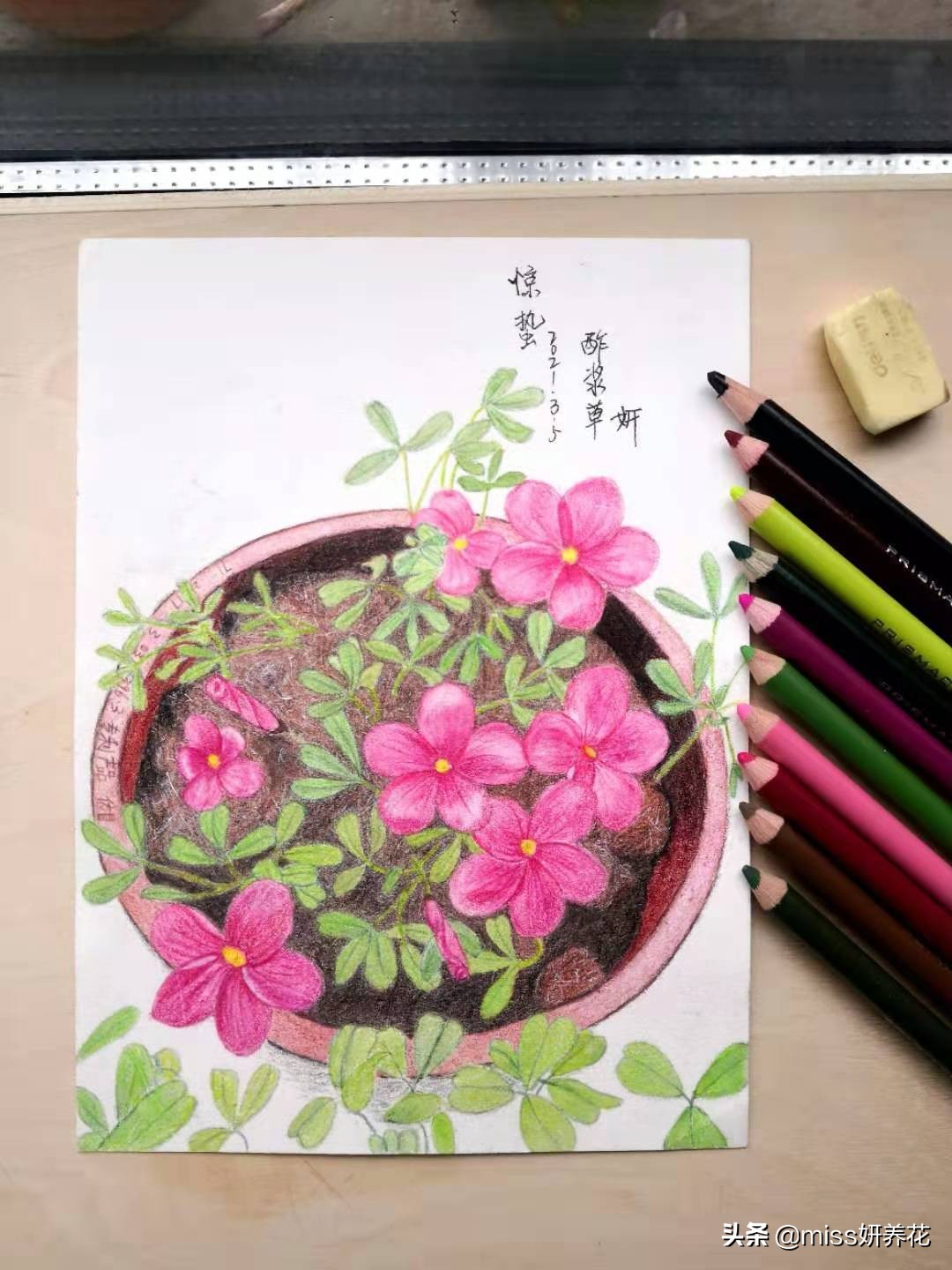 酢浆草种球品种图鉴大全,酢浆草种球品种图鉴