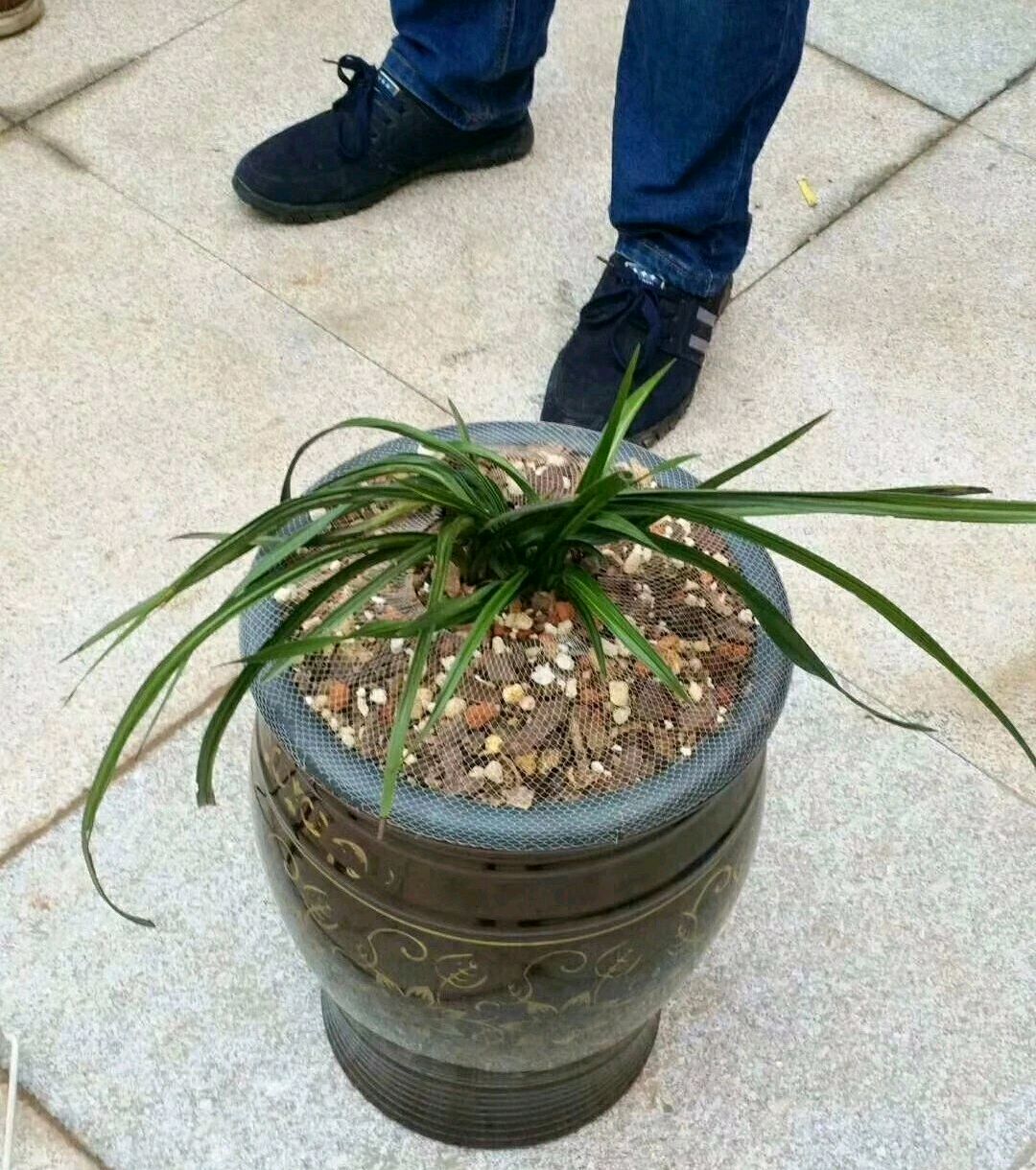 兰花品种大全精品兰花,兰花新品种老品种价值