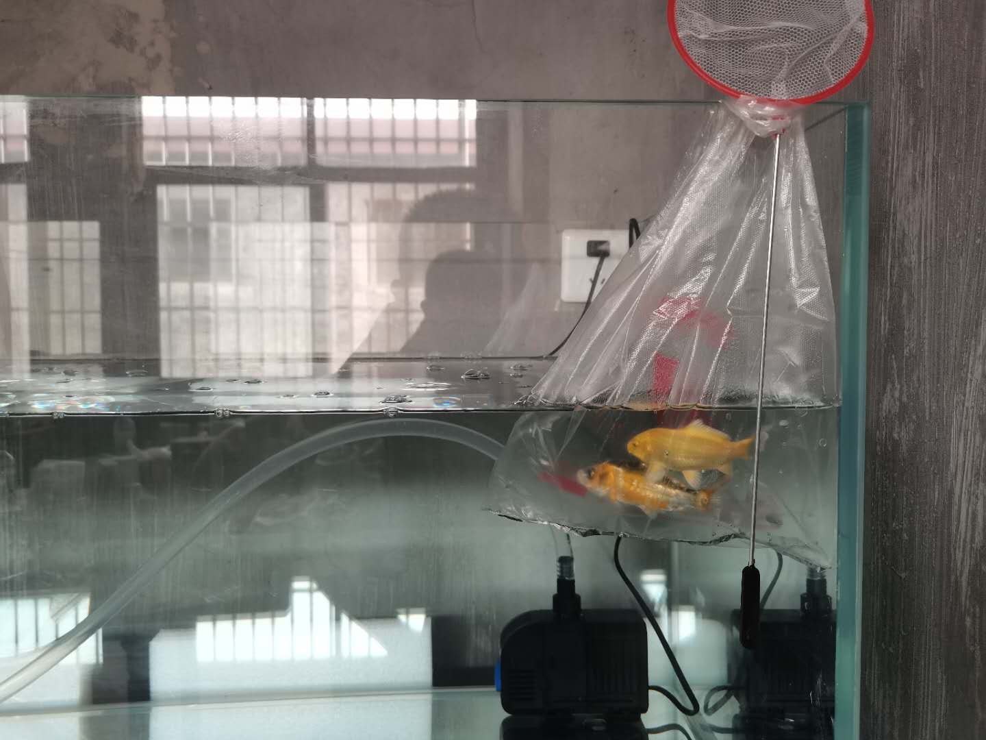 香蕉日记一年级50字,香蕉日记时间表