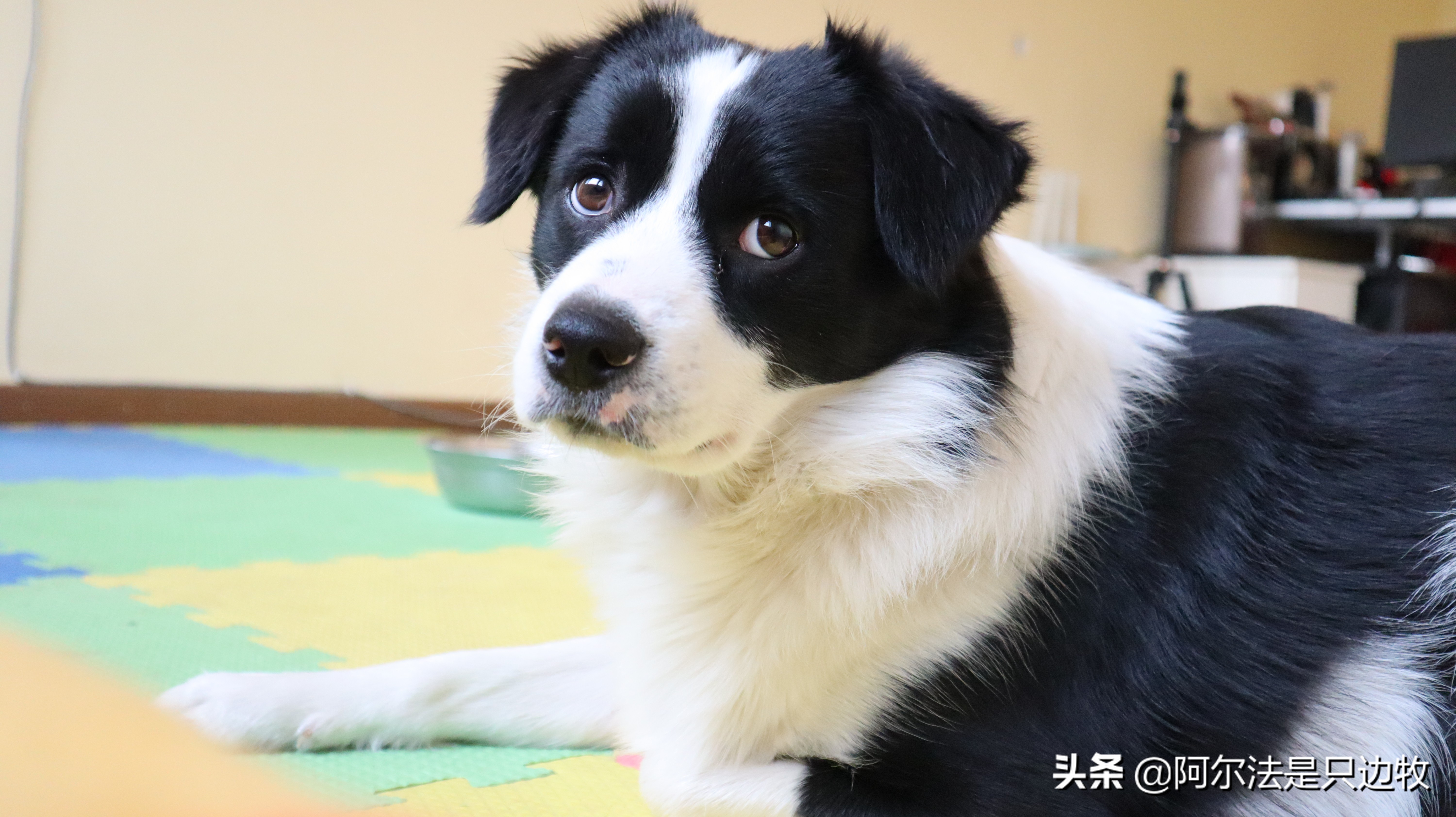 边牧欺负德牧,边牧犯错被主人打