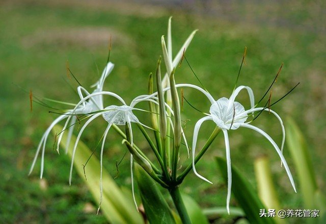 庭院种牡丹玉兰桂花海棠,庭院种文竹薄荷