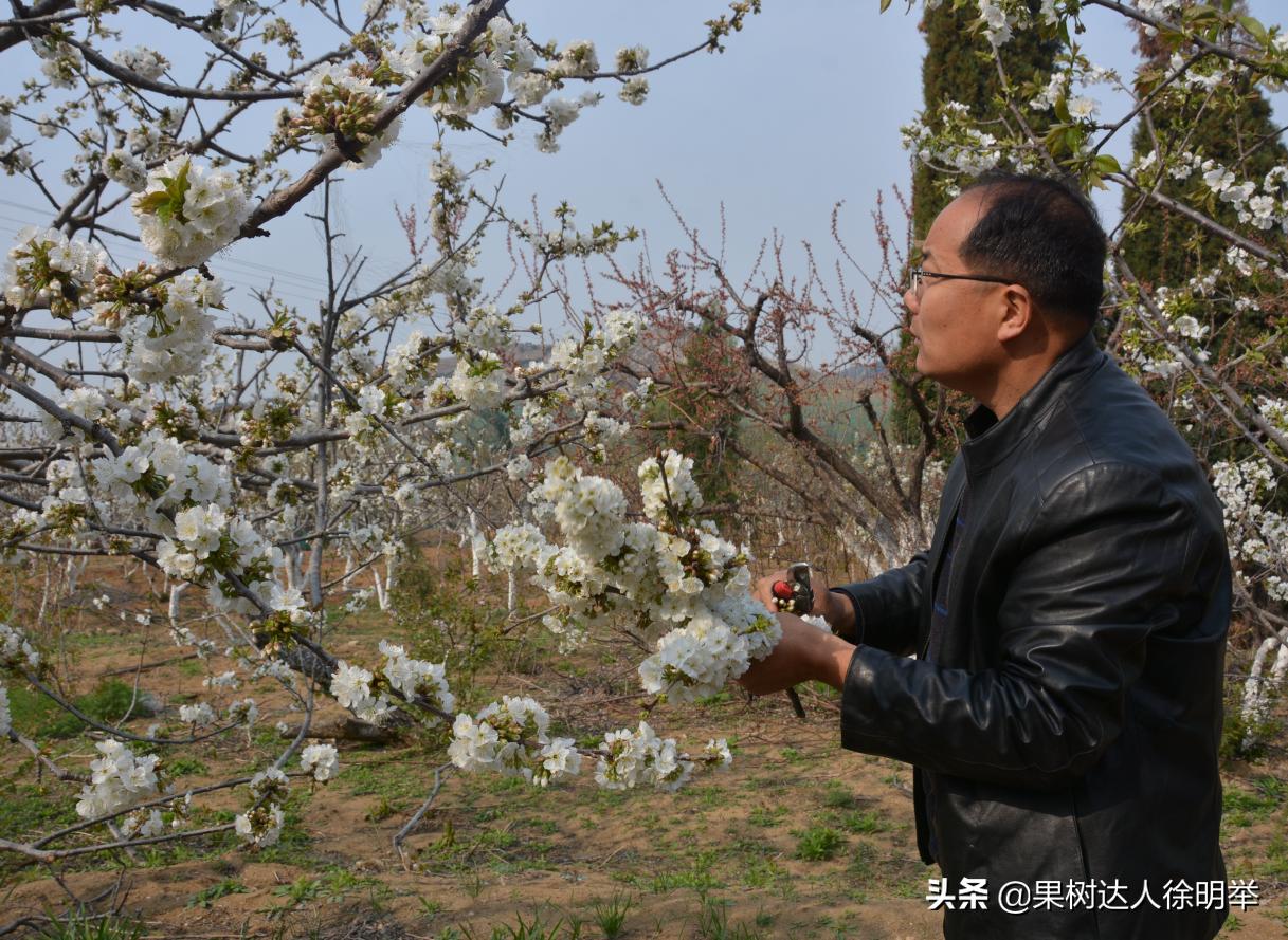 樱桃坐果用氯吡脲好还是赤霉酸好,大樱桃坐果率低的原因及解决对策