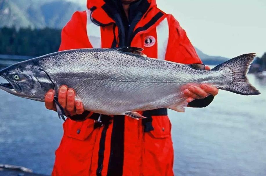 曾标榜健康的进口海鲜，幕后养殖曝光，堪比垃圾食品（菲李漫画）