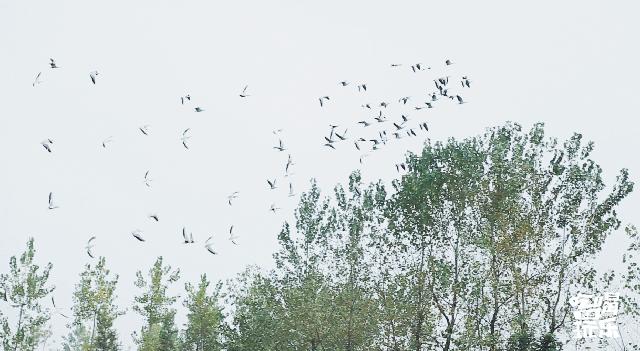秋天的沙湖美不胜收,洋沙湖旅游