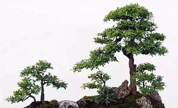 古朴自然盆景欣赏,造型极美的盆景一起来欣赏