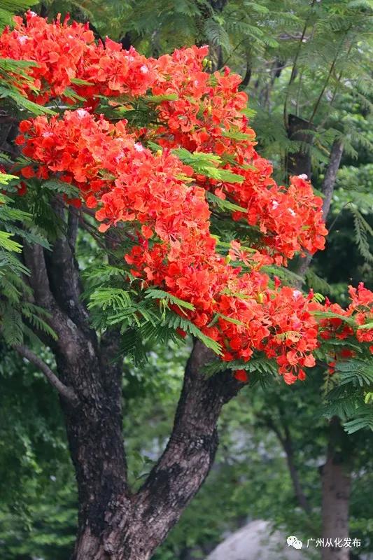 凤凰花从化,从化江浦凤凰花