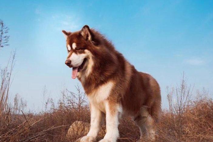 全国最受欢迎的10种狗狗,超级金贵的狗狗你知道几种