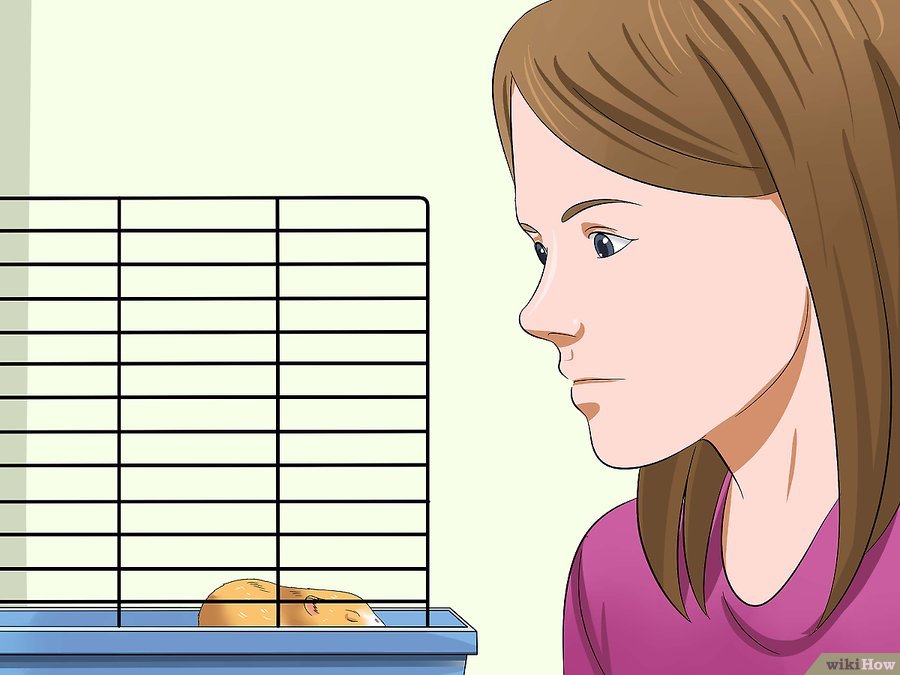 仓鼠趴着一动不动是什么意思,仓鼠怎么一动不动