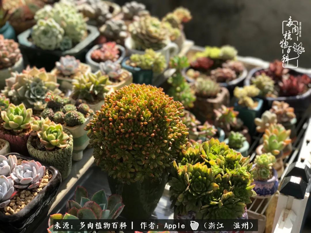 多肉成长记观察记录怎么写,多肉成长记录观察展板