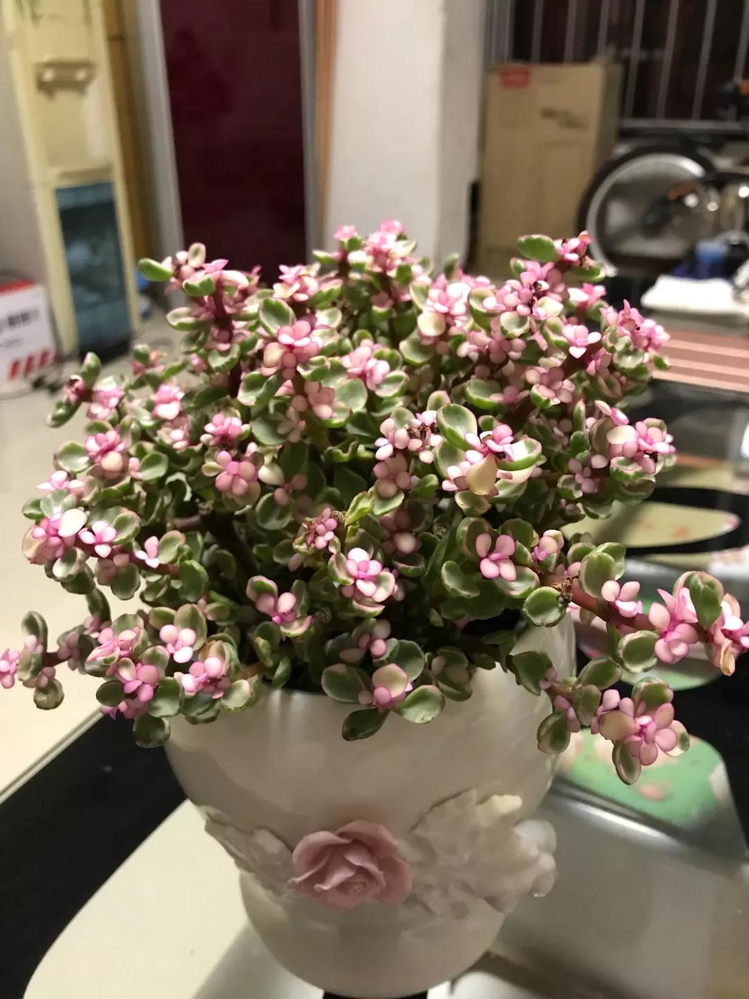 大花马齿苋养花技巧,马齿苋树盆栽怎么养