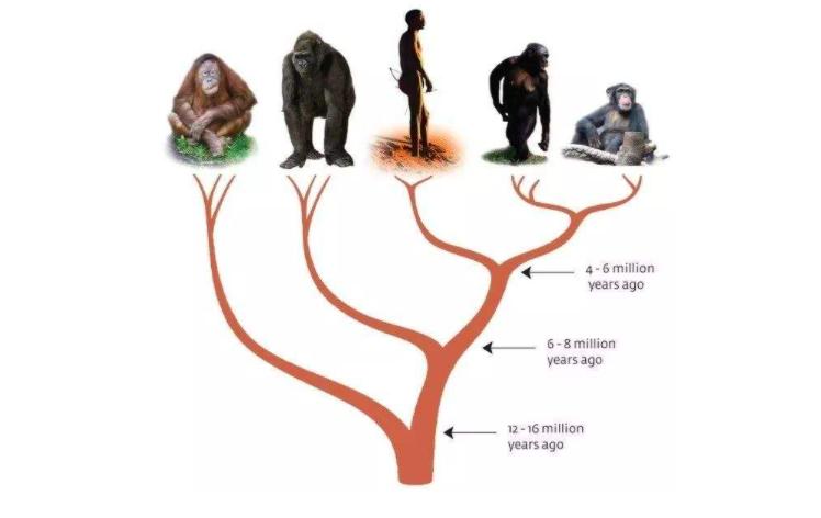 地球会出现更厉害的物种吗,地球上前几次人类是怎样灭绝的