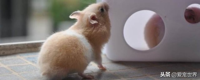 养仓鼠金丝熊会麻烦吧,金丝熊养长毛还是短毛