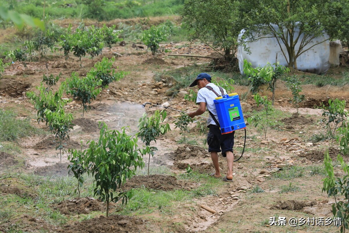 种菜招小虫子怎么办,种菜治虫好方法