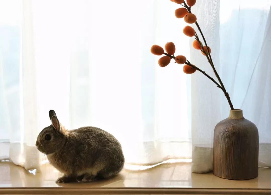 北京有没有撸猫的地方,福州撸兔兔的店