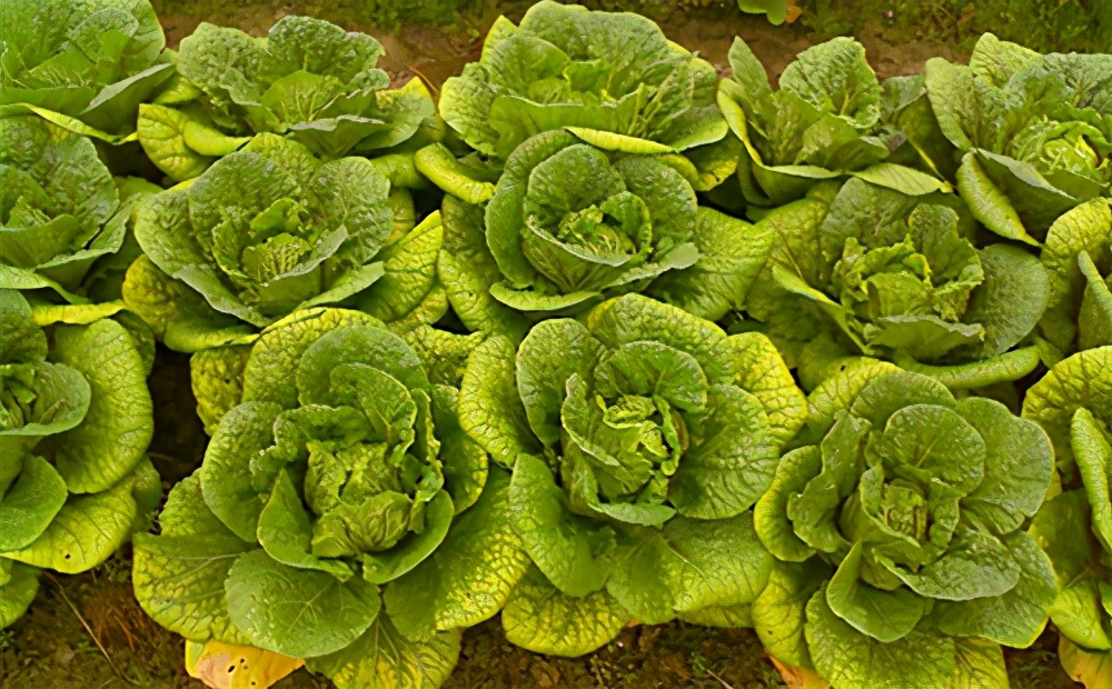 蔬菜叶子发黄怎么办，施肥很重要，选对肥、用好肥蔬菜长得棒棒哒