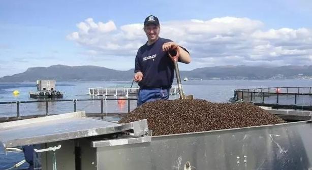 曾标榜健康的进口海鲜，幕后养殖曝光，堪比垃圾食品（菲李漫画）