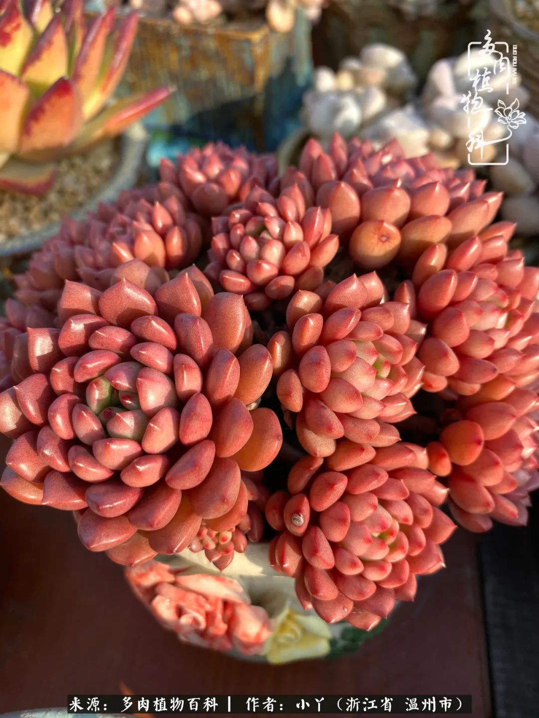 祖上无院家里无矿,一腔浪漫情怀付诸楼顶造花