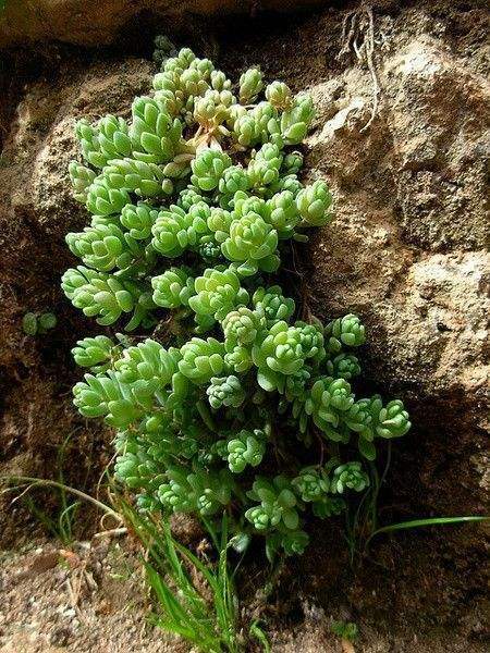 气温高的夏天多肉如何养护,高温夏天多肉怎么养出状态