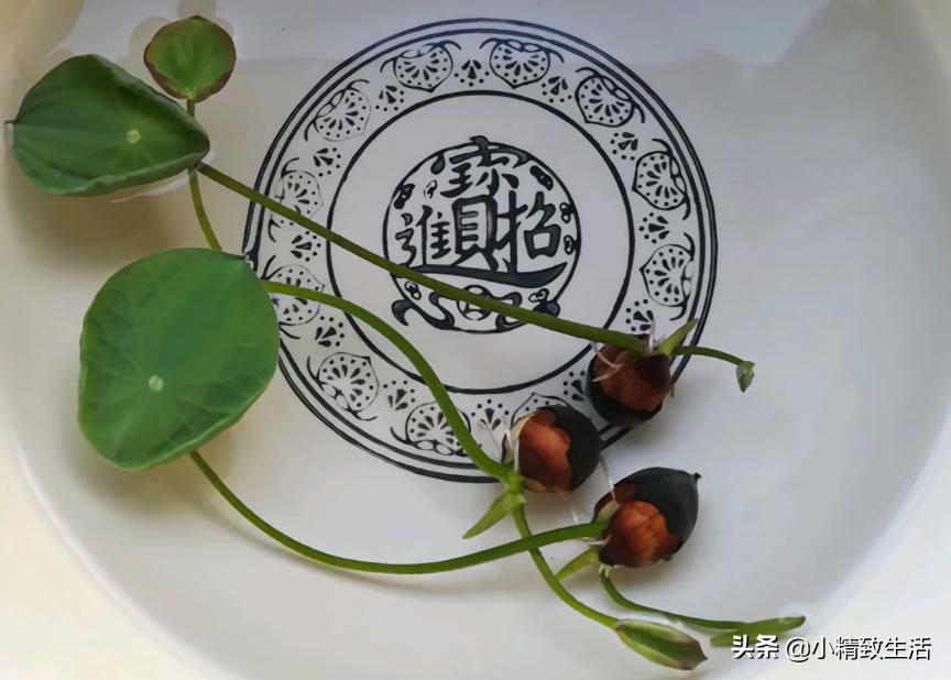 花草种子几月份播种最好,花草播种