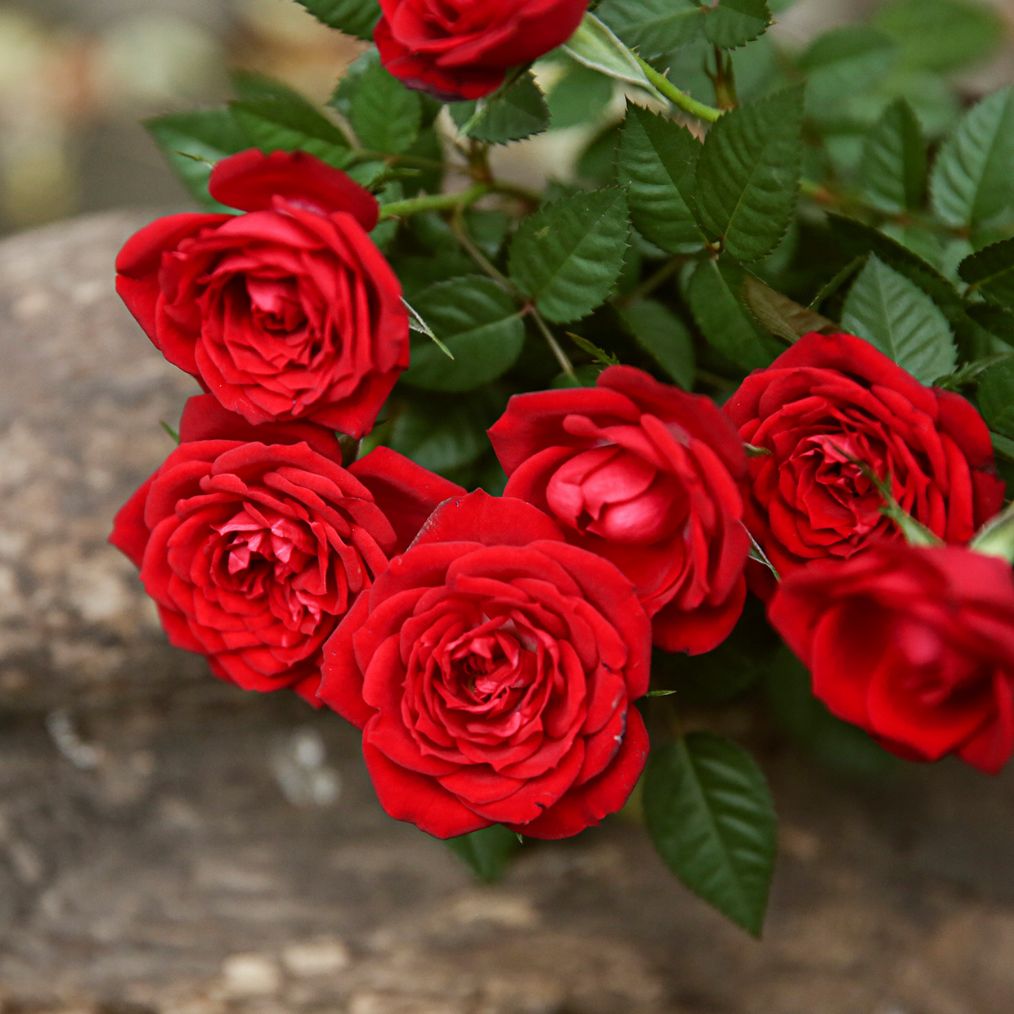 怎样养月季枝干粗花大朵,月季如何养的叶片肥厚