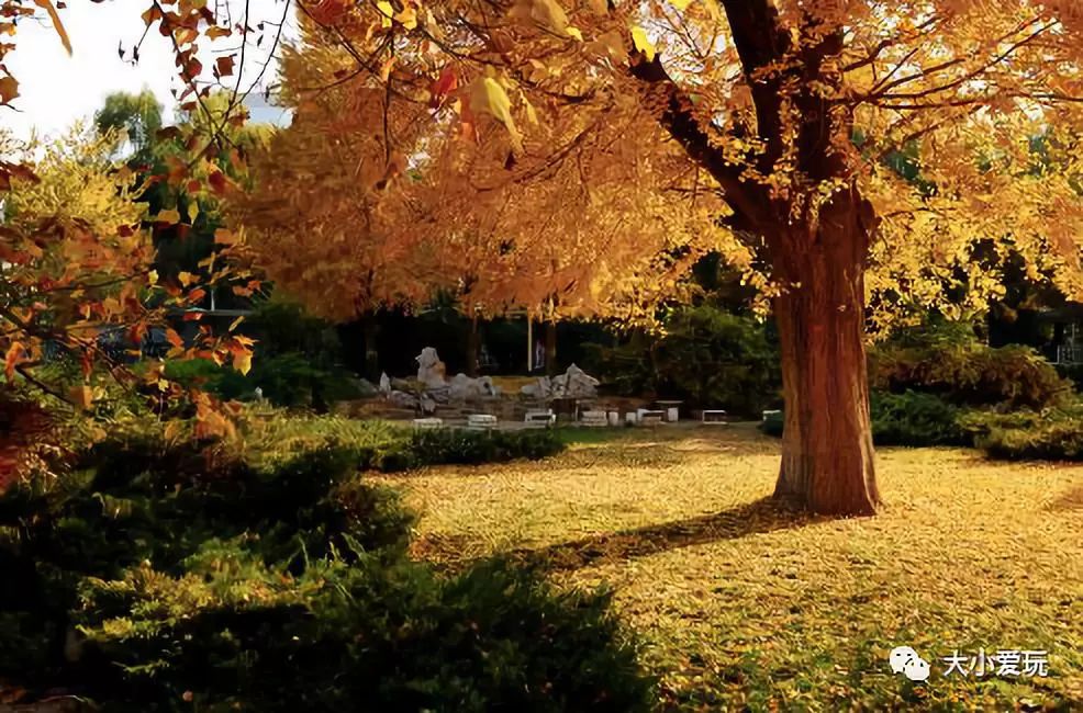 银杏北京打卡地,北京十大银杏观赏地图