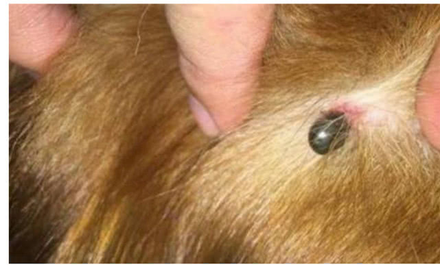 狗狗身上有黑点能抠下来,狗狗身上长了小红点点会自愈吗