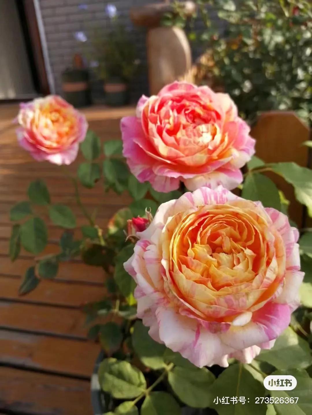 获得worldrose的12款月季品种,露台月季品种推荐